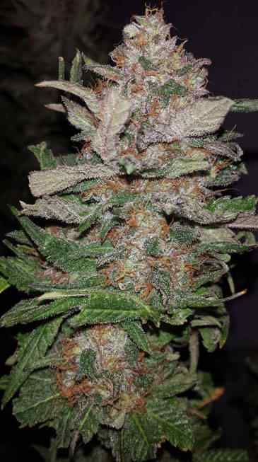 Hurkle TGA Subcool Seeds